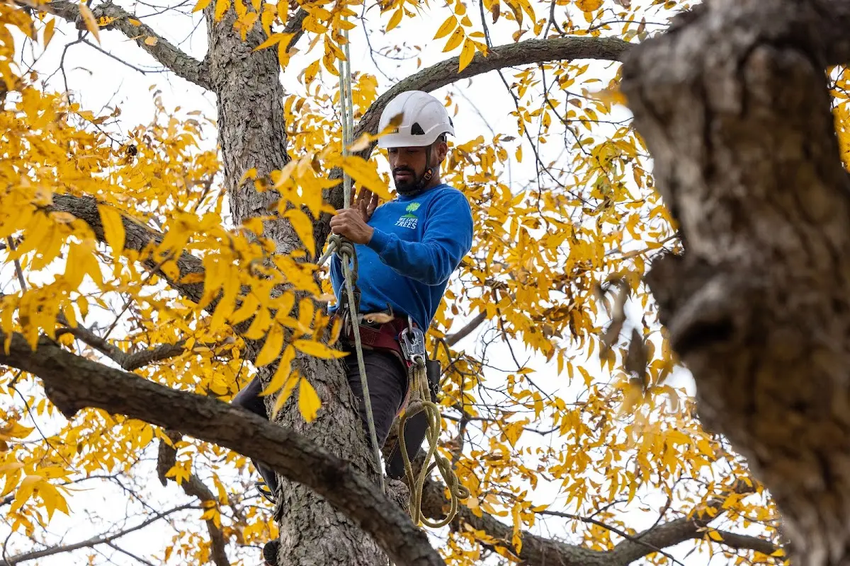 Skilled Tree Trimming crew working in Waite Park