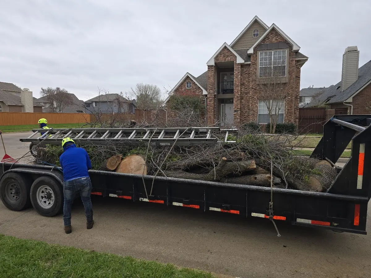 Expert Tree Removal with proper safety equipment in Waite Park